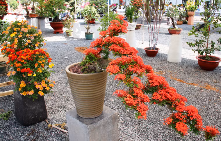 Tại Hội hoa xuân Phú Mỹ Hưng còn có nhiều loại hoa, cây kiểng, bonsai khác có giá hàng triệu đến chục triệu đồng.