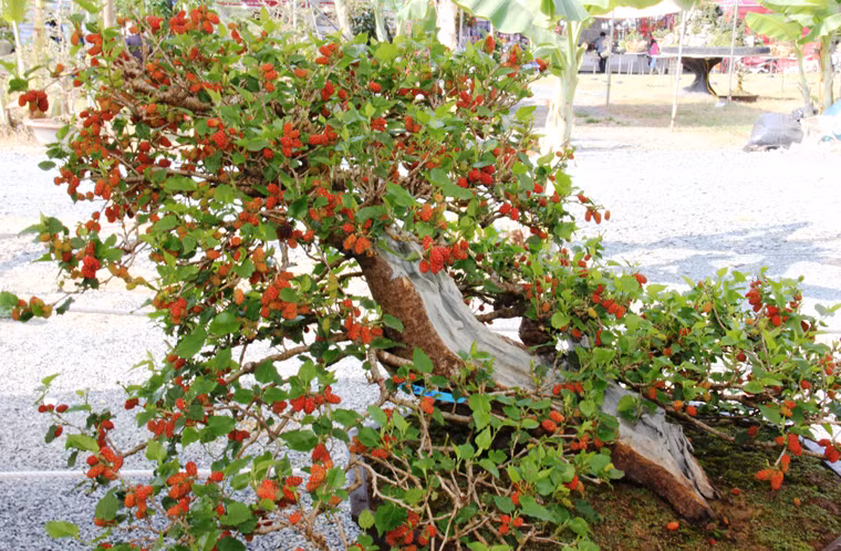 Cây dâu tằm sai trái thu hút sự chú ý của nhiều khách đến với Hội hoa Xuân.