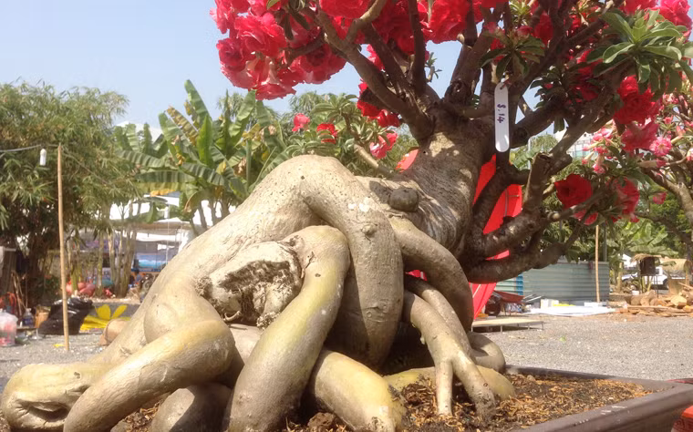 ...rực rỡ với những cánh hoa hồng thắm.