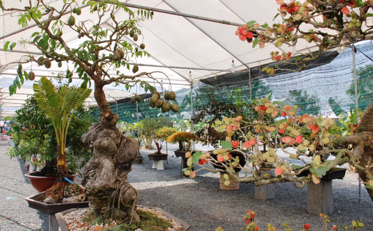 Gốc cây cốc gồ ghề, xù xì hằn vết thời gian mà theo chủ nhân thì phải trải qua quá trình công phu tạo dáng mới thành hình.