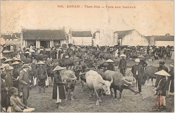 Chợ trâu bò ở Thanh Hóa.