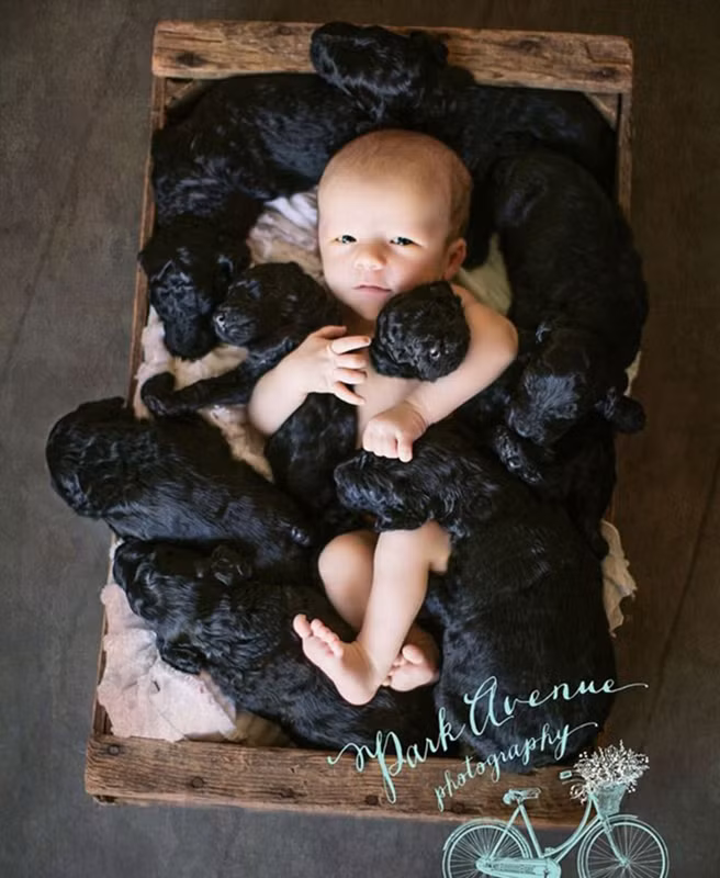 Sau khi Kami Klingbeil đăng tải những hình ảnh bé sơ sinh bên 9 chú cún này lên trang Facebook cá nhân, ngay lập tức nó đã thu hút số lượng người like khá lớn. Có facebooker còn bình luận rằng: “Quá ấm áp, thật dễ thương, hình ảnh cute nhất mà tôi từng gặp”.