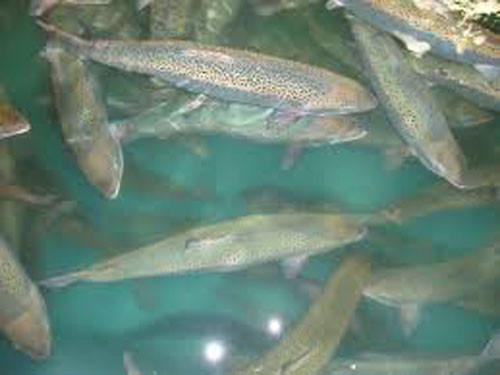 Cá hồi nuôi. Nguồn gốc cá hồi trên đĩa của bạn rất quan trọng. Cá hồi nuôi có mức độ ô nhiễm nghiêm trọng do chúng chứa gấp 3,5 lần lượng Polychlorinated biphenyls (PCBs – Nhóm các hóa chất nhân tạo độc hại). Chưa kể, cá hồi nuôi trong không gian chật chội cũng sẽ béo hơn cá hồi hoang dã.