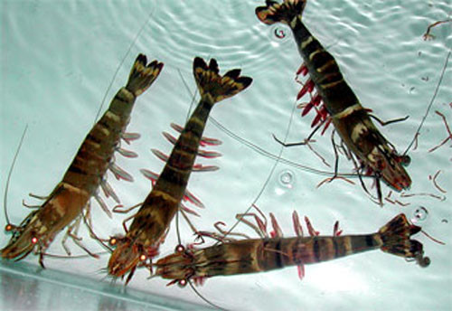 Hơn nữa, việc sử dụng các loại thuốc kháng sinh để nuôi hải sản như endosulfan hoặc thuống kháng sinh sẽ gây hại cho sức khỏe người ăn tôm. Tôm đánh bắt tự nhiên có thể là giải pháp an toàn nhất.