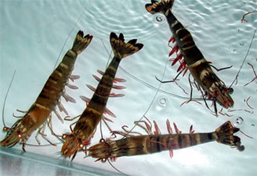 Hơn nữa, việc sử dụng các loại thuốc kháng sinh để nuôi hải sản như endosulfan hoặc thuống kháng sinh sẽ gây hại cho sức khỏe người ăn tôm. Tôm đánh bắt tự nhiên có thể là giải pháp an toàn nhất.