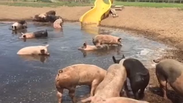 Sản xuất phô mai sữa lợn là quá trình khó và cần nhiều lao động, do vậy mà việc sản xuất cũng khó khăn hơn. Gia đình họ gồm vợ chồng và hai con trai đã phải dành 40 giờ mới vắt được sữa từ những con lợn nái.