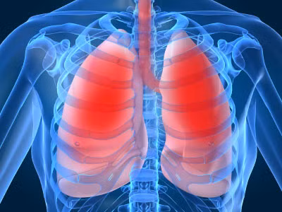 Phổi. Đây là cơ quan đưa oxy vào máu và đào thải carbon dioxide từ động mạch phổi ra ngoài. Phổi bơm khoảng 10.000 lít không khí vào và ra khỏi cơ thể của bạn mỗi ngày, với sự giúp đỡ của khoảng 200 triệu túi khí.