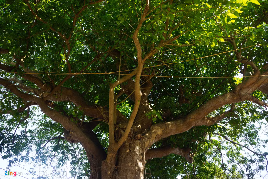 Tán cây rộng, vươn cao giữa giao lộ. Ảnh: Zingnews.