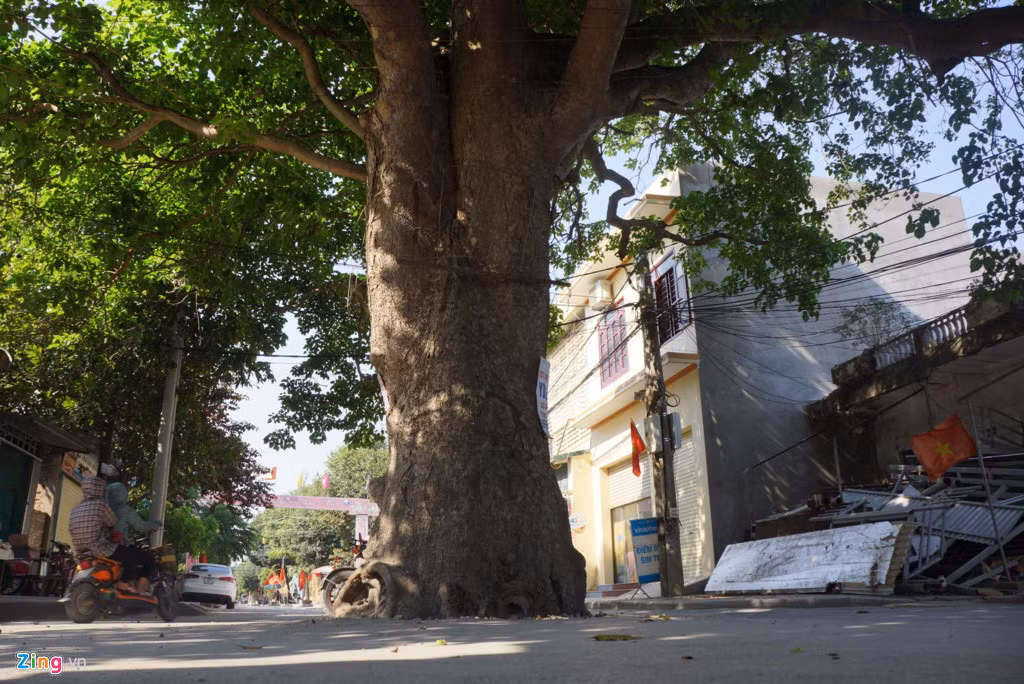 Cây cao khoảng 25 m, tán rộng 30 m. Theo các cụ cao niên, cây cổ thụ này đã hơn 70 năm tuổi, trước kia nằm trên vỉa hè. Cách đây hơn 20 năm, sau khi quy hoạch đường, cây lọt ra giữa lòng đường và trở thành vòng xuyến bất đắc dĩ. "Việc để lại cây xanh bảo tồn là quyết định đúng đắn, chính quyền và người dân đều đồng thuận", một người dân phường Bắc Sơn nói. Ảnh: Zingnews.