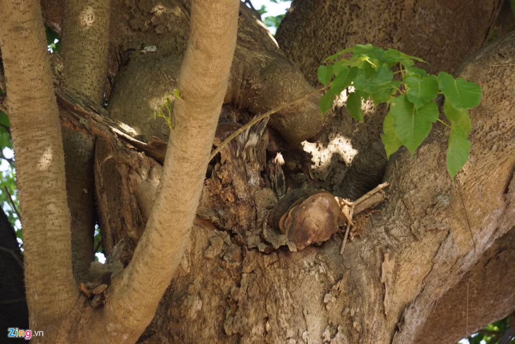 Hiện, do độ tuổi, trên cây xuất hiện một số điểm mục thân. Ảnh: Zingnews.