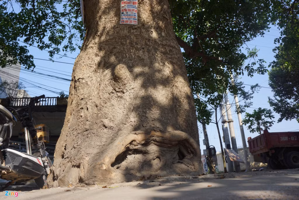 Thân cây xù xì, 3- 4 người ôm không xuể. Cụ Sơn (84 tuổi), người bán nước ở đây cho biết cây vông như một người bạn thân thiết từ thuở ấu thơ. "Nó như linh hồn của khu dân cư, gắn bó với biết bao kỷ niệm của nhiều thế hệ. Chúng tôi muốn cây vông này tồn tại mãi với thời gian", cụ nói. Ảnh: Zingnews.