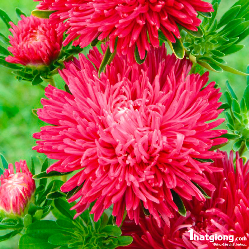 Người Úc tặng hoa này như một lời cảm ơn đến người mẹ của mình. Hoa cúc màu đỏ mang ý nghĩa tình yêu của mẹ và lòng biết ơn, vì thế, đa số đều chọn tặng cho mẹ một bông hay một bó hoa cúc đỏ.