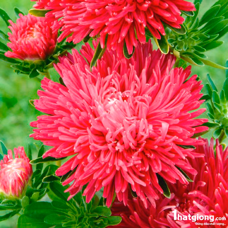 Người Úc tặng hoa này như một lời cảm ơn đến người mẹ của mình. Hoa cúc màu đỏ mang ý nghĩa tình yêu của mẹ và lòng biết ơn, vì thế, đa số đều chọn tặng cho mẹ một bông hay một bó hoa cúc đỏ.