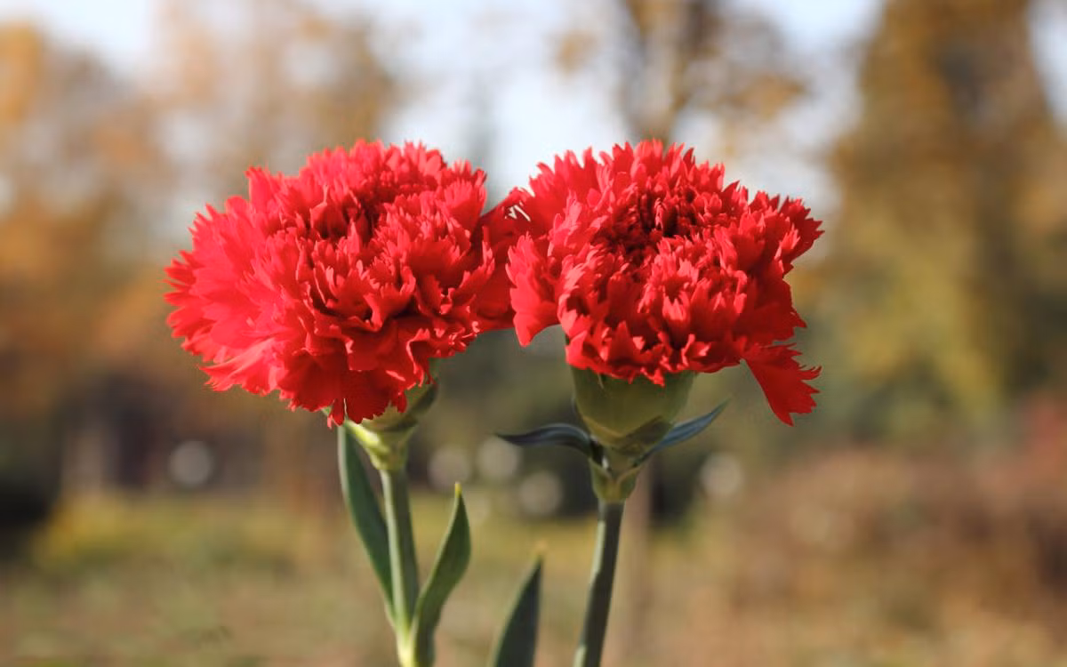 Gần giống như ở Việt Nam, trong ngày này, những ai may mắn còn mẹ sẽ cài lên ngực mẹ đóa hoa cẩm chướng màu đỏ, còn những ai thiệt thòi không còn mẹ thì cài lên ngực mình đóa hoa cẩm chướng màu trắng.