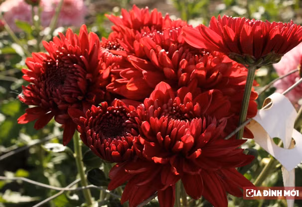  Australia: Hoa cúc: Ở Australia, hoa cúc có tên là "chrysanthemum", chính vì từ kết thúc của loài hoa này là "mum" (từ "Mum" còn dùng để chỉ người mẹ).