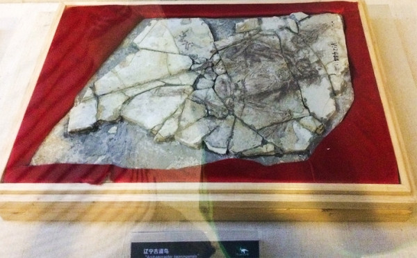  Hóa thạch năm 1999: Archaeoraptor là tên cho một hóa thạch từ Trung Quốc trong một bài báo đăng trên tạp chí National Geographic năm 1999. Tạp chí cho rằng hóa thạch là một "liên kết thiếu" giữa chim và khủng long. Thật không may, "liên kết" hóa ra là giả mạo. Nó được xây dựng từ những mảnh hóa thạch thực sự được sắp xếp lại từ những loài khác nhau. Sự kiện gây ra một vụ bê bối lớn và chứng minh một lần nữa rằng tất cả các khám phá khảo cổ học nên được kiểm tra kỹ lưỡng.