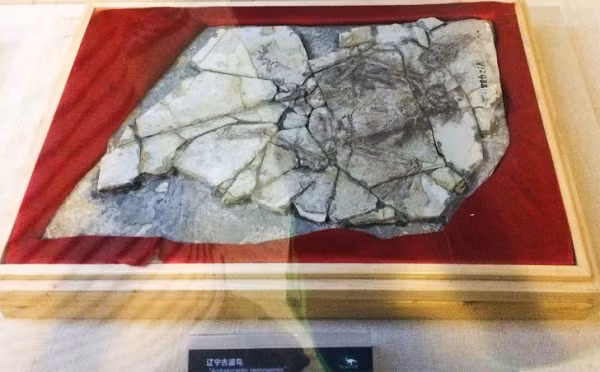  Hóa thạch năm 1999: Archaeoraptor là tên cho một hóa thạch từ Trung Quốc trong một bài báo đăng trên tạp chí National Geographic năm 1999. Tạp chí cho rằng hóa thạch là một "liên kết thiếu" giữa chim và khủng long. Thật không may, "liên kết" hóa ra là giả mạo. Nó được xây dựng từ những mảnh hóa thạch thực sự được sắp xếp lại từ những loài khác nhau. Sự kiện gây ra một vụ bê bối lớn và chứng minh một lần nữa rằng tất cả các khám phá khảo cổ học nên được kiểm tra kỹ lưỡng.