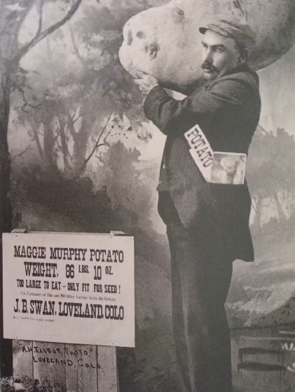  Khoai tây khổng lồ Maggie Murphy năm 1895: Có rất nhiều tin đồn về khoai tây khổng lồ Maggie Murphy đã được tạo ra ở Loveland, Colorado bởi các phóng viên của một tờ báo địa phương. Mục đích của họ là thúc đẩy một hội chợ đường phố sắp tới. Một củ khoai tây giả được chạm khắc bằng gỗ và được thông báo là được trồng bởi nông dân Joseph Swan. Rất nhiều người đã tin vào trò lừa đảo này và yêu cầu người nông dân bán cho họ một miếng khoai tây trong củ khoai tây khổng lồ này.