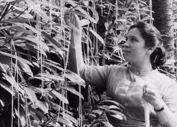  Cây mì Spaghetti năm 1957: Một đoạn phim kéo dài 3 phút phát sóng vào ngày Cá tháng Tư năm 1957 của BBC đã thành công hơn chúng ta có thể tưởng tượng. Rất nhiều người đã tin cây này mọc ra mì Spaghetti mà không biết rằng nó được làm từ bột mì và nước. Họ đã tin sái cổ khi đoạn phim giới thiệu cây này do một cặp vợ chồng trồng ở Thụy Sĩ. Hàng triệu người xem sau đó đã liên lạc với BBC để được tư vấn về việc trồng cây spaghetti của riêng họ. Phóng viên BBC đã nói với họ rằng, khi muốn ăn chỉ cần hái mì trên cây và thả vào nước sốt cà chua.