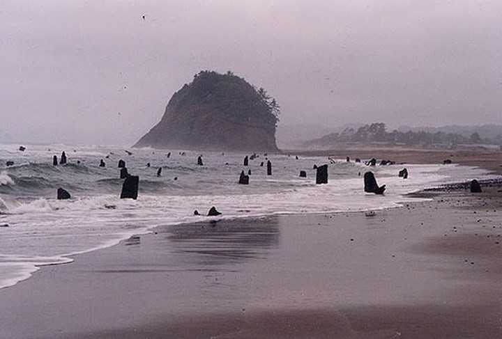 Không chỉ một vài gốc mà tại đây xuất hiện hàng trăm gốc cây ước tính hàng ngàn năm tuổi trải dài gần 1km. Và nguồn gốc của chúng khiến các nhà nghiên cứu sửng sốt. Ảnh Shareoregon