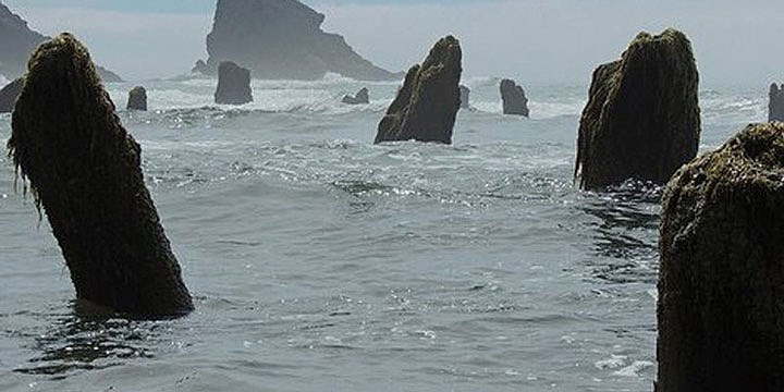 Từ đó, "khu rừng ma" đã trở thành một vật cố định trên bãi biển. Ảnh Tillamook Coast