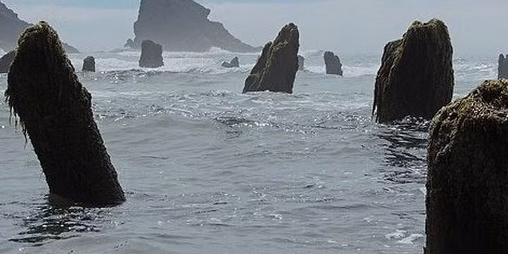 Từ đó, "khu rừng ma" đã trở thành một vật cố định trên bãi biển. Ảnh Tillamook Coast