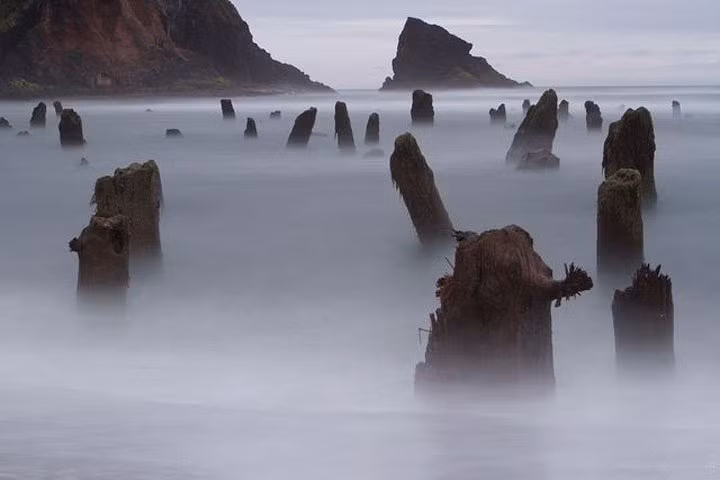 ằng cách đo tuổi vòng gỗ ngoài cùng, đo niên đại carbon, các nhà khoa học có thể xác định được thời điểm cây chết. Kết quả cho thấy, một số cây có niên đại tới 2000 năm tuổi. Cây có độ cao khoảng 45-60m. Ảnh Pinterest