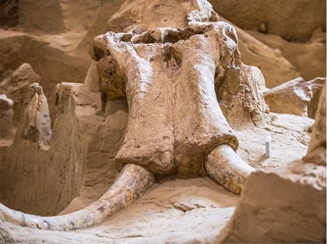  8. Tại sao Megafauna trở nên tuyệt chủng?: Động vật khổng lồ, được gọi là Megafauna, đã biến mất khoảng 10.000 năm trước. Một số người tin rằng biến đổi khí hậu đã giết chết megafauna, nhưng không có bằng chứng rõ ràng. Theo một lý thuyết khác, các loài động vật đã chết do đói. Các nhà khoa học ở Alaska tìm thấy voi ma mút được bảo tồn có dạ dày đầy màu xanh lá cây không tiêu hóa.