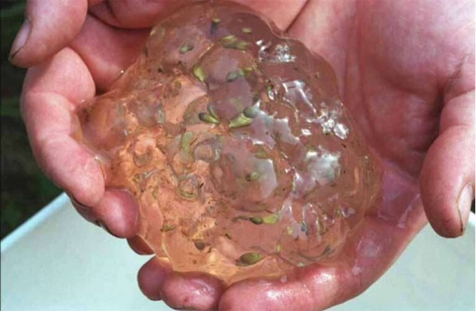  4. Mưa "keo" là gì?: Một hiện tượng bất thường xảy ra ở Oakville, Washington, vào tháng 8 năm 1994. Thay vì mưa, những chất giống như thạch rơi xuống từ bầu trời. Ngày hôm sau, hàng chục người có triệu chứng giống như cúm. Các nhà khoa học đã phân tích chất này: nó chứa hai loại vi khuẩn, một trong số đó thường được tìm thấy trong hệ tiêu hóa của con người. Họ không thể tìm thấy mối liên hệ giữa vi khuẩn và dịch bệnh bí ẩn này.