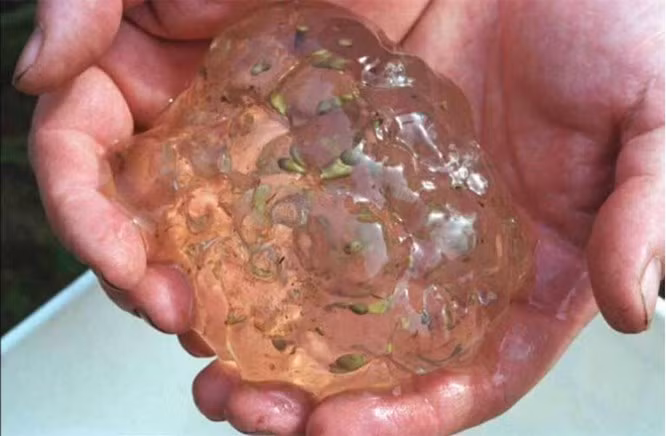  4. Mưa "keo" là gì?: Một hiện tượng bất thường xảy ra ở Oakville, Washington, vào tháng 8 năm 1994. Thay vì mưa, những chất giống như thạch rơi xuống từ bầu trời. Ngày hôm sau, hàng chục người có triệu chứng giống như cúm. Các nhà khoa học đã phân tích chất này: nó chứa hai loại vi khuẩn, một trong số đó thường được tìm thấy trong hệ tiêu hóa của con người. Họ không thể tìm thấy mối liên hệ giữa vi khuẩn và dịch bệnh bí ẩn này.