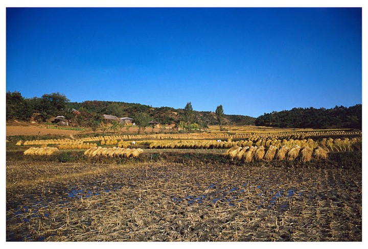 Thu hoạch lúa ở Seoul tháng 10/1953.