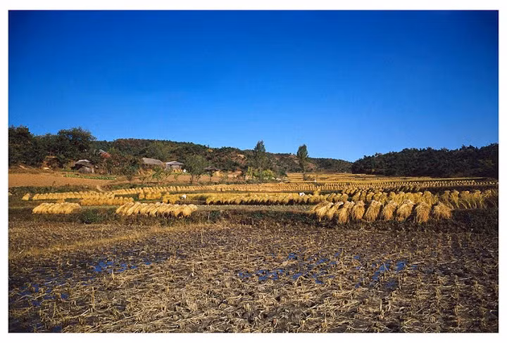 Thu hoạch lúa ở Seoul tháng 10/1953.