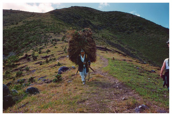 Một người đàn ông đi kiếm củi năm 1953.