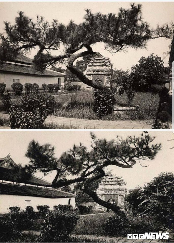 "Lý do cây thông được chọn trồng thay vì các loại cây khác là do theo quan niệm của Nho giáo, thông là loại cây tượng trưng cho người quân tử và thời nhà Nguyễn loại cây này thường được trồng ở các nơi tôn nghiêm như lăng tẩm của vua chúa", TS. Phan Thanh Hải thông tin.