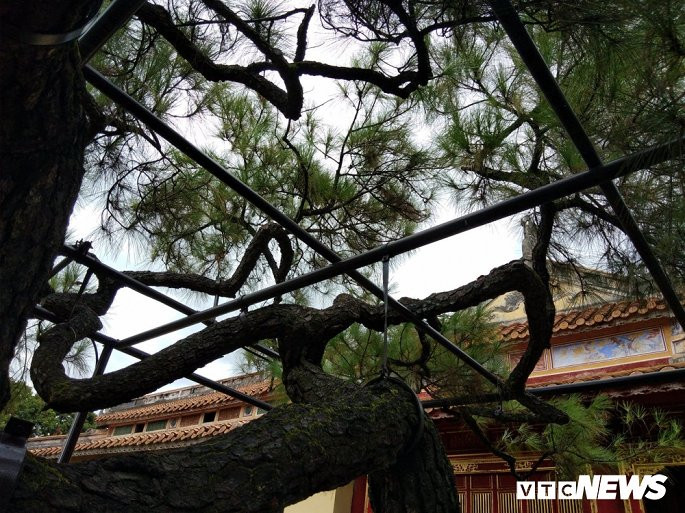 Hiện Trung tâm Bảo tồn di tích Cố đô Huế phải dựng những giá đỡ bằng sắt để chống cho cây không bị đổ. (Ảnh: N.V)