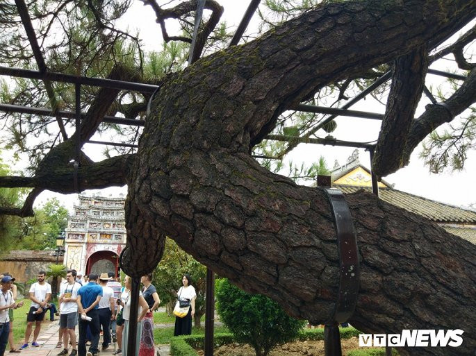 Chính vì lý do đó, nhiều du khách khi tham quan Đại Nội Huế thì ắt sẽ ghé thăm Thế Tổ Miếu, ngoài việc thắp hương cho các vị vua Nguyễn, chiêm ngưỡng bảo vật quốc gia là 9 cửu đỉnh thì còn để mục sở thị cây thông cổ thụ có hình dáng kỳ dị bậc nhất Hoàng Thành triều Nguyễn và chụp ảnh lưu niệm.