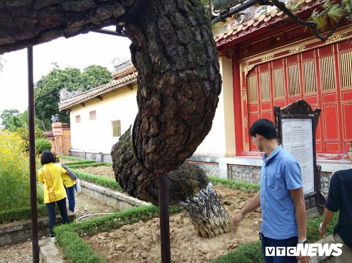 T.S Phan Thanh Hải cho hay, tương truyền thì cây thông này do chính tay vị vua thứ 2 của triều Nguyễn là vua Minh Mạng (1791 - 1841) trồng và chăm sóc khi cho xây dựng Thế Tổ Miếu trong Đại Nội Huế.
