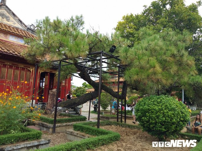 Theo đó, trong khi hầu hết các cây thông trên thế giới đều phát triển theo hướng thẳng đứng và đến loại thông Cook (loại cây đặc hữu ở vùng New Caledonia, Melanesia, thuộc tây nam Thái Bình Dương) được cho là kỳ lạ cũng chỉ mọc nghiêng sang một hướng thì cây thông trong Thế Tổ Miếu lại có dáng uốn lượn giống như hình con rồng đang bay lên trời xanh.