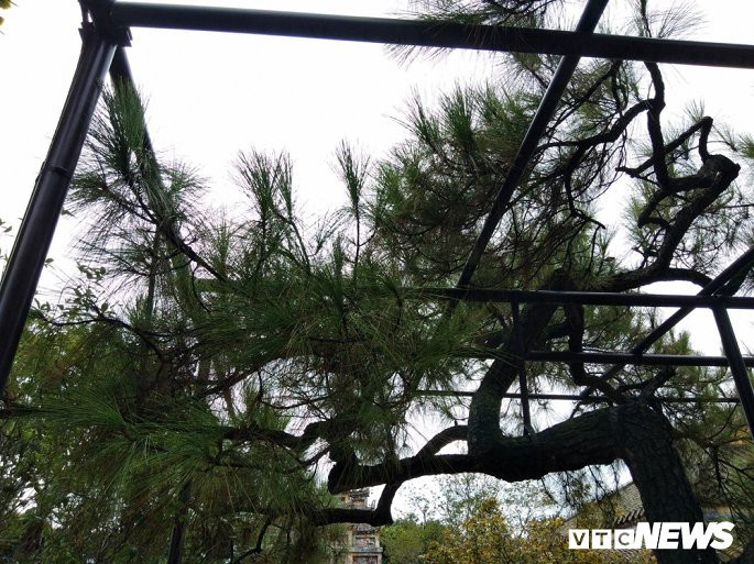 Trả lời PV VTC News về cây thông cổ thụ nói trên, TS. Phan Thanh Hải - Giám đốc Trung tâm Bảo tồn di tích Cố đô Huế cho biết, hiện chưa có tài liệu nào ghi lại đích xác thời gian và người đã trồng cây thông này. Tuy nhiên, cây thông này xuất hiện trong Đại Nội Huế ít nhất 200 năm.