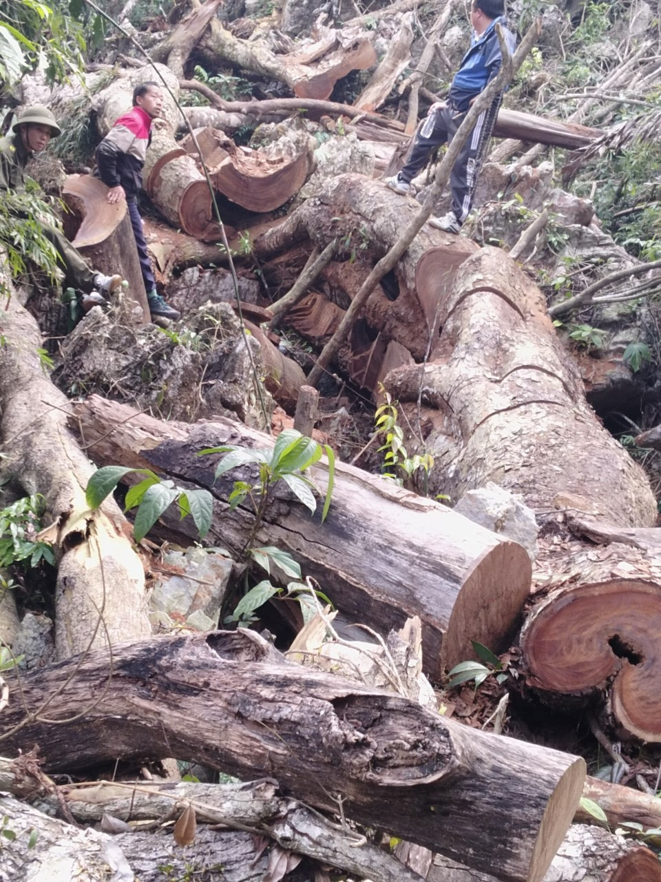 Cong an tinh Lai Chau tang cuong cong tac quan ly, bao ve rung-Hinh-2