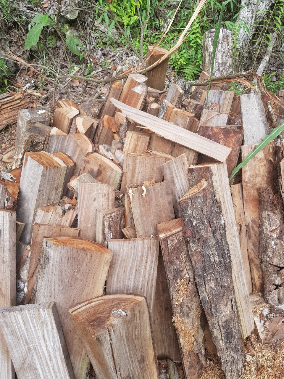 Cong an tinh Lai Chau tang cuong cong tac quan ly, bao ve rung-Hinh-3