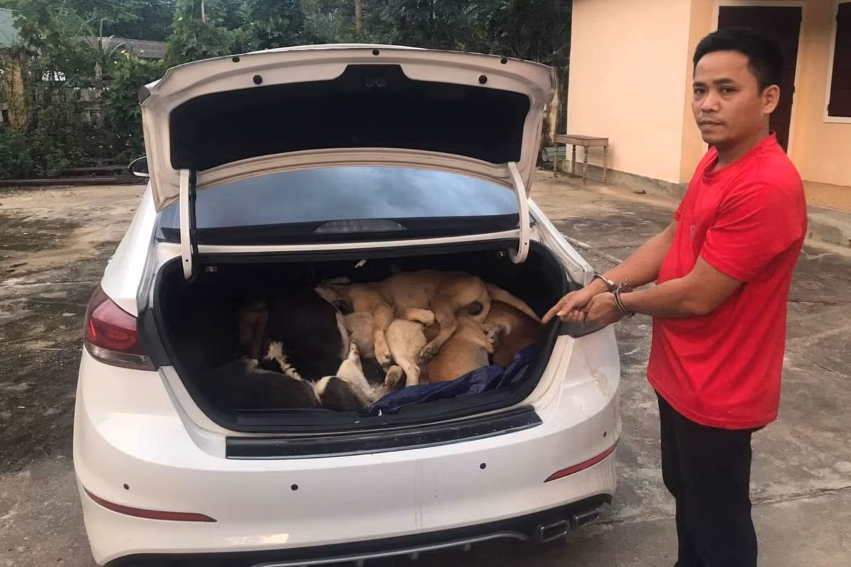  Khởi tố cựu giám đốc lái ô tô bắt trộm 38 con chó: Ngày 16/11/2022, Công an huyện Đông Giang, tỉnh Quảng Nam đã khởi tố, bắt tạm giam Ngô Bá Phát (33 tuổi, trú xã Duy Hòa, huyện Duy Xuyên, tỉnh Quảng Nam) để điều tra về hành vi trộm cắp tài sản. Quá trình vây bắt, lực lượng chức năng đã khống chế được đối tượng Ngô Bá Phát (từng là Giám đốc công ty may B.P. ở huyện Duy Xuyên) điều khiển ô tô BKS 92A-247.40 chở tang vật là 38 con chó do nhóm này vừa bắt trộm cùng một bộ dụng cụ kích điện để bắt chó. 