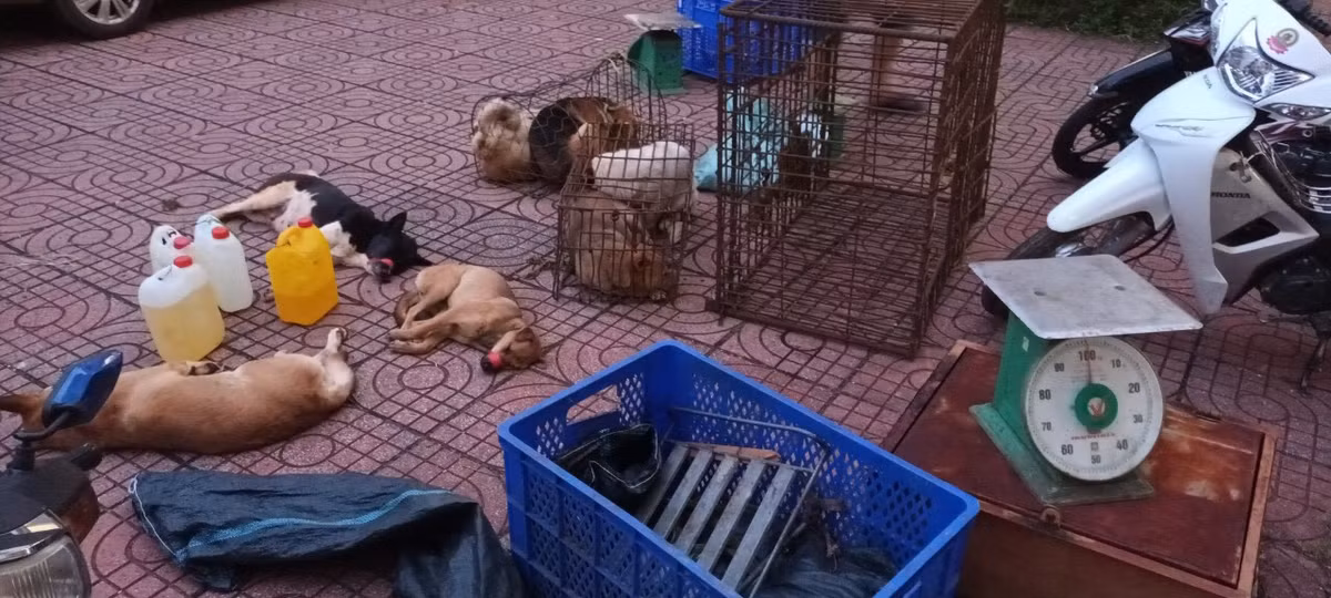 Nhóm đối tượng do Đỏ cầm đầu đã chuẩn bị các loại phương tiện, công cụ như: dao rựa, súng bắn điện, ớt bột, rồi đến các địa bàn thuộc tỉnh Đắk Nông và Lâm Đồng để trộm cắp chó mang đi tiêu thụ. Các đối tượng sẵn sàng chống trả lại lực lượng chức năng và người dân khi bị phát hiện, truy bắt. Với thủ đoạn trên, từ đầu tháng 10 đến nay, nhóm của Đỏ đã thực hiện hàng loạt vụ trộm chó trên địa bàn 2 tỉnh trên, với khối lượng khoảng 3 tấn. 