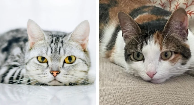 Chính vì vậy, dù cuộc sống có đôi lúc khó khăn thì người tuổi Mão cũng sẽ có thể phát triển được sự nghiệp của mình trong gió bão. Tử vi cho biết, những người tuổi Mão càng chăm chỉ cầu tiến thì tiền chảy vào túi ngày càng nhiều hơn. 