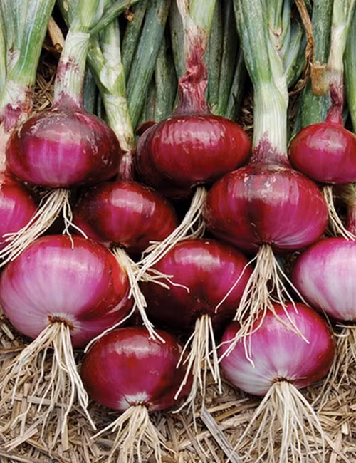 Hành tây cung cấp quercetin - một sắc tố thực vật được sử dụng làm thuốc hoạt động như một chất kháng histamine tự nhiên, làm giảm các triệu chứng dị ứng theo mùa. Ảnh: greenmylife.