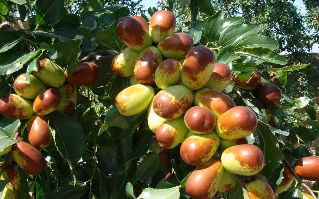 Hồng táo hay còn gọi là táo tàu tươi, có nguồn gốc từ Trung Quốc và vốn xuất hiện trên thị trường Việt từ tháng 10/2016. Ảnh: blogspot.