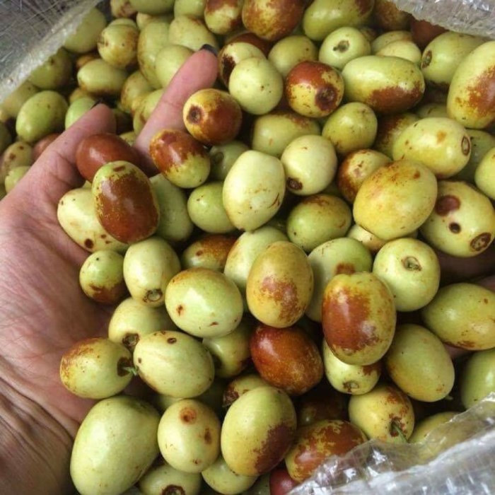 Bên cạnh đó, chất terpenoids có trong hồng táo giúp bảo vệ gan, thận, tăng cường sức khỏe tổng thể. Ảnh: gcaeco.