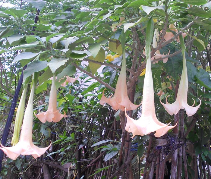 Hoa chuông rất dễ bị nhầm lẫn với rau đắng do bề ngoài của 2 loại rau này rất giống nhau. Ảnh: blogspot.