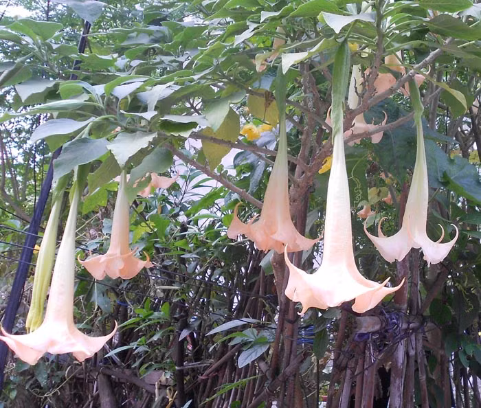 Hoa chuông rất dễ bị nhầm lẫn với rau đắng do bề ngoài của 2 loại rau này rất giống nhau. Ảnh: blogspot.