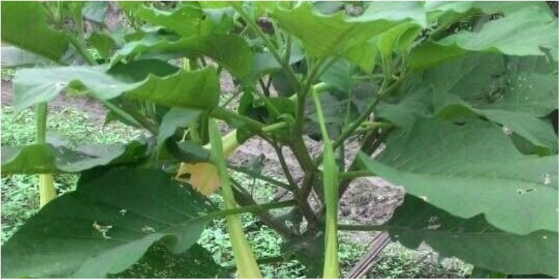 Tuy nhiên, nếu bạn ăn sống hoặc trần hoa chuông sẽ rất dễ nhiễm Spocolamin - gây ảo giác. Do đó, bạn nên lưu ý để tránh nhầm lẫn hoa chuông với rau đắng khi chọn mua các loại rau ăn lẩu. Ảnh: tgdd.